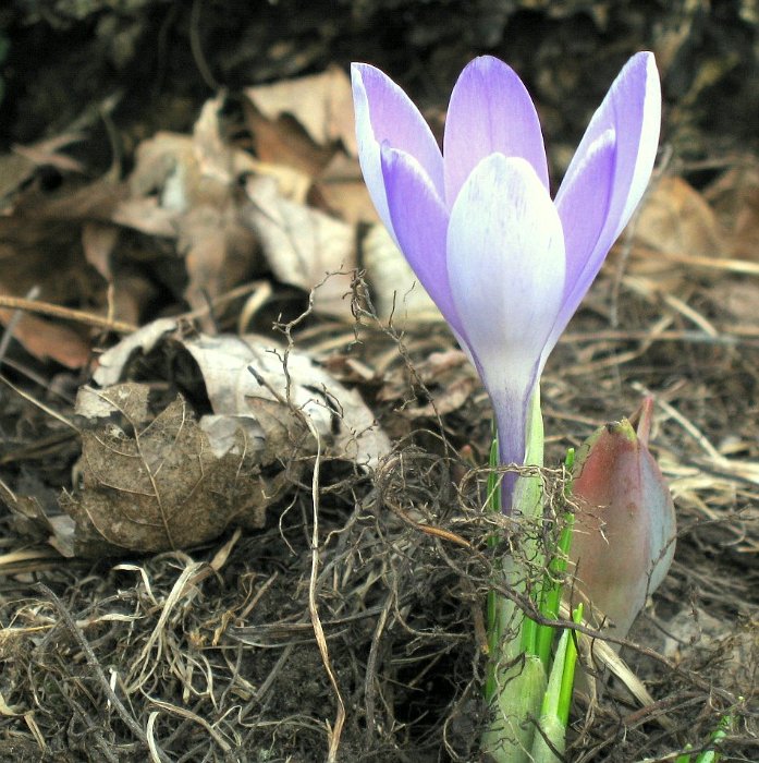 Crocus vernus 'Vanguard' pergola